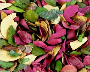 Dried Leaves