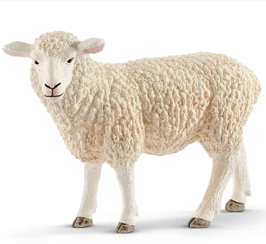 Sheep