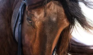 Tulum Jungle Adventure: Horseback Cenote Exploration